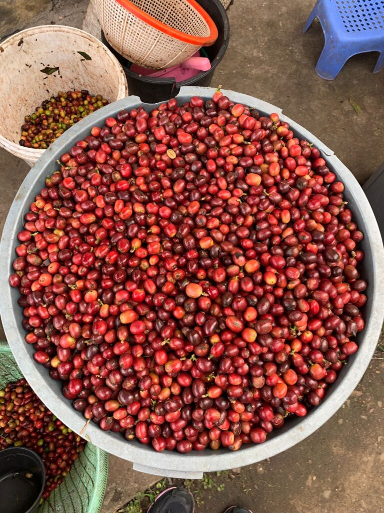 Arabica Luwak Green Beans