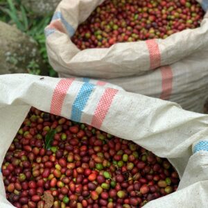 Robusta Lampung Gr. 3