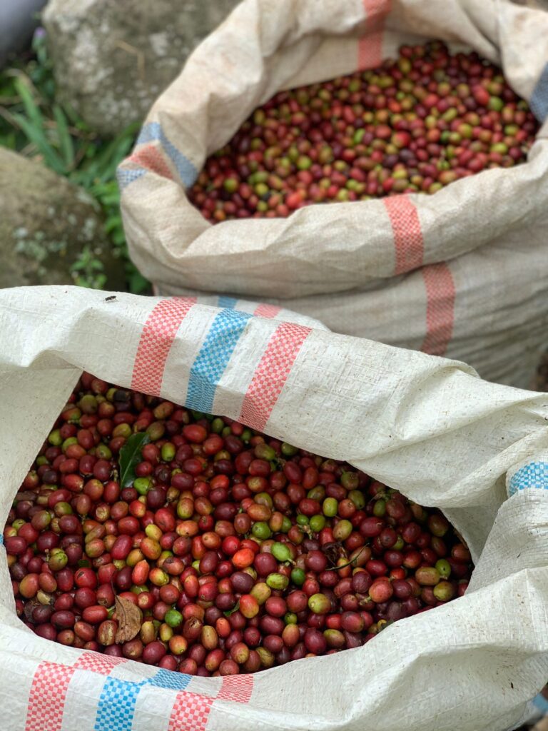 Robusta Lampung Gr. 3 Green Beans.