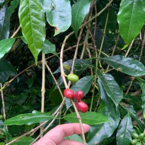 Arabica Gr. 5