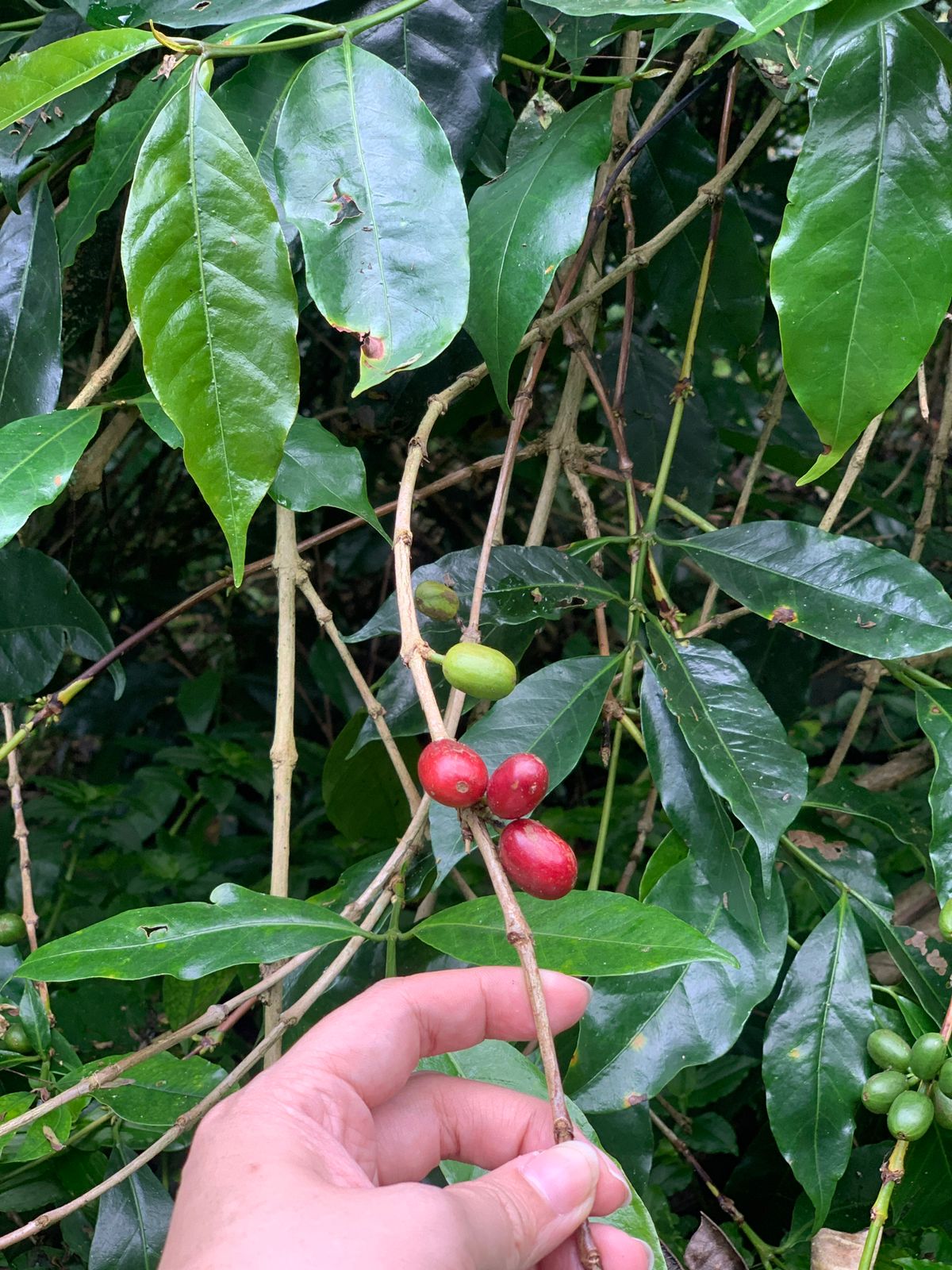 Arabica Gr. 5
