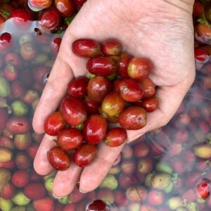 Arabica Wahana Natural