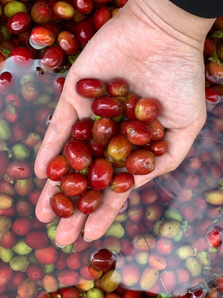 Arabica Wahana Natural Green Beans
