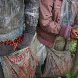 Robusta Dampit Gr. 4