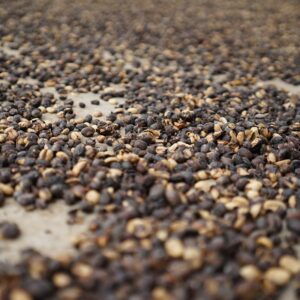 Robusta Flores Gr. 4