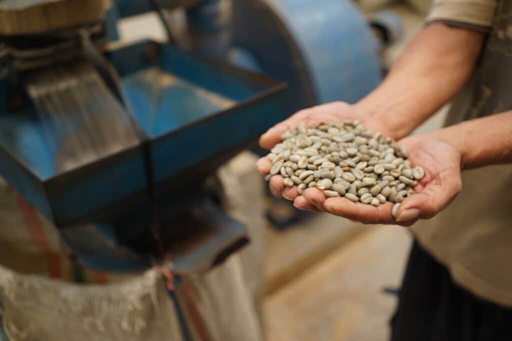 Robusta Dampit Gr. 3 Green Beans.