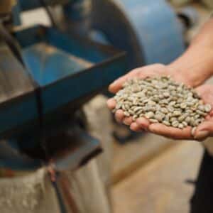 Robusta Dampit Gr. 3