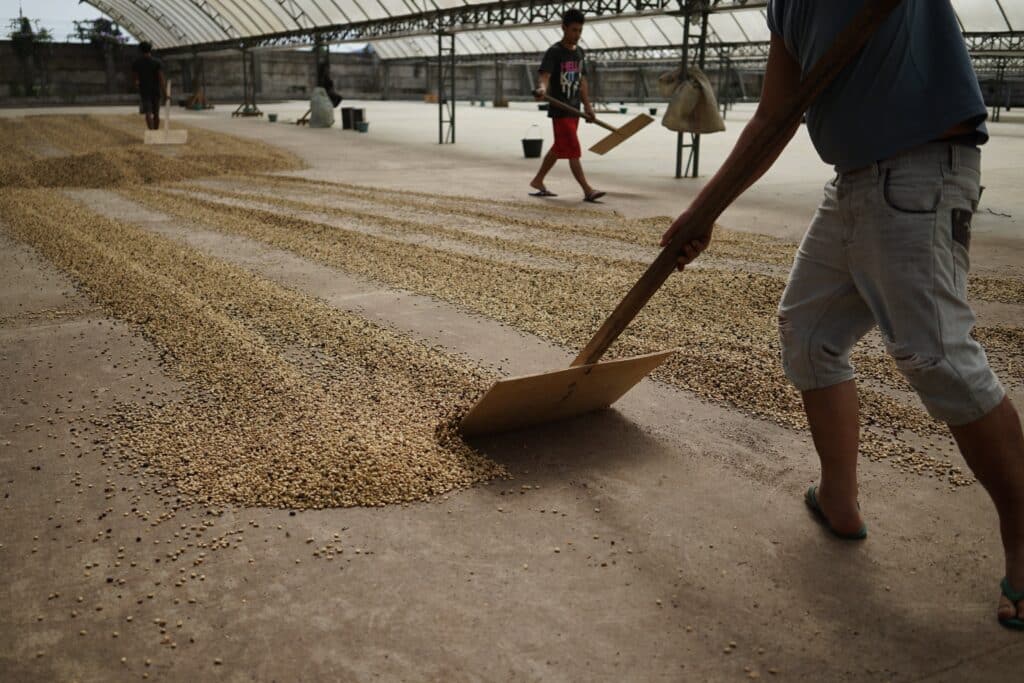 Arabica Aceh Gayo Gr. 1 Green Beans.