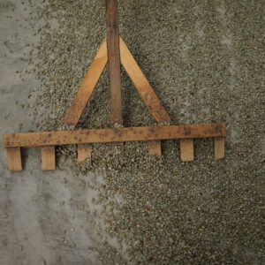 Arabica Bandung Gr. 1