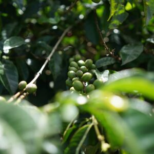 Robusta Lampung Gr. 2