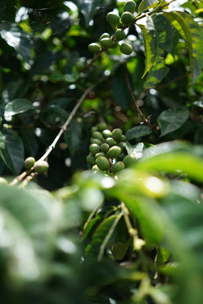 Robusta Lampung Gr. 2 Green Beans.
