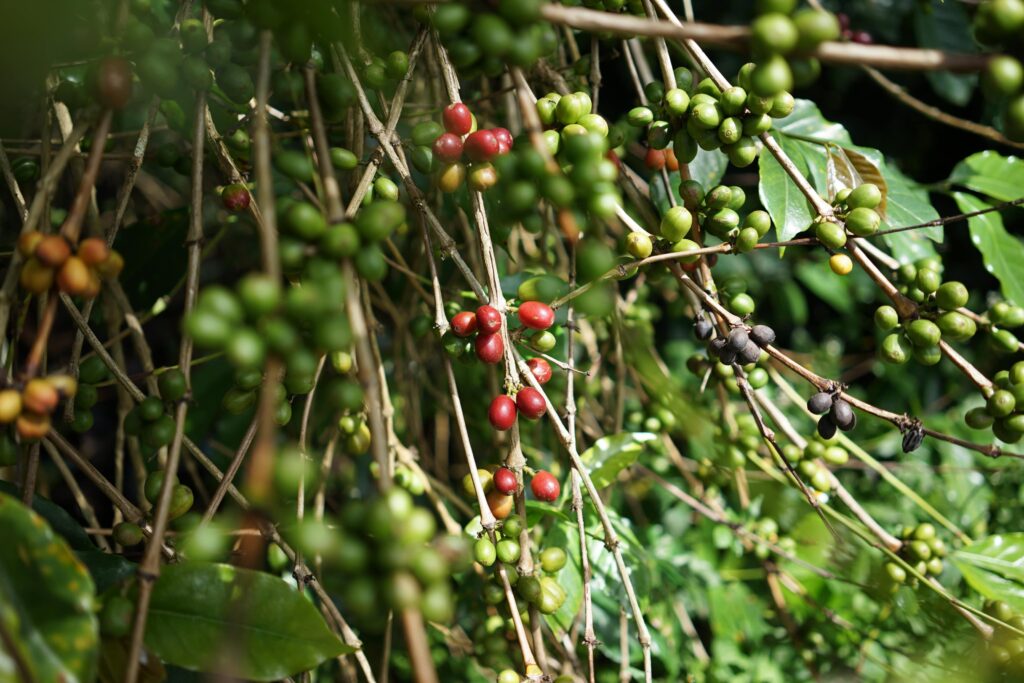 Robusta Dampit Gr. 2 Green Beans.