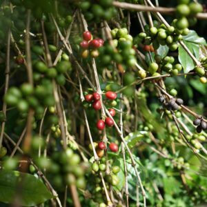 Robusta Dampit Gr. 2