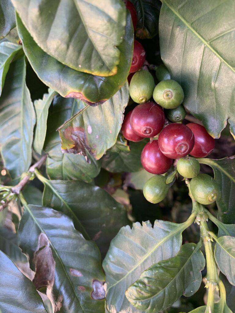 Arabica Gr. 2 Green Beans