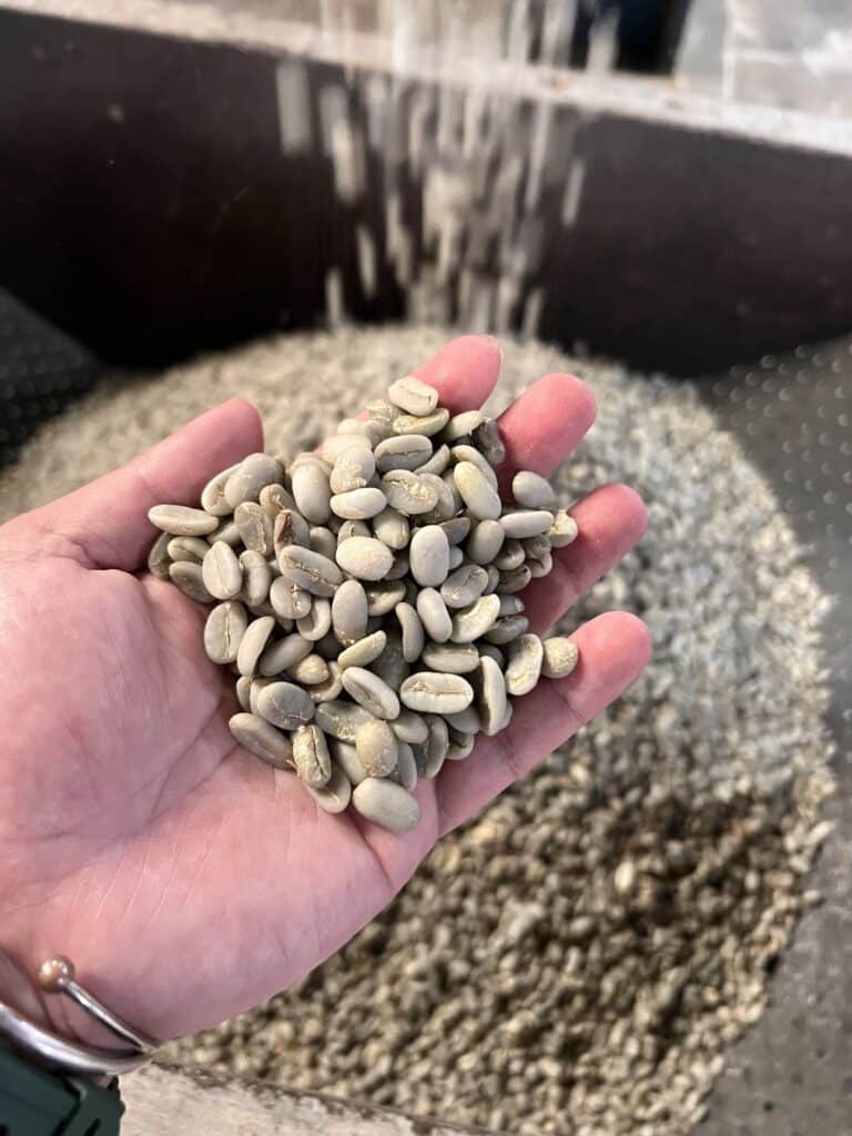 Arabica Wahana Semi Washed Green Beans