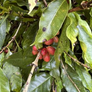 Arabica Gr. 4