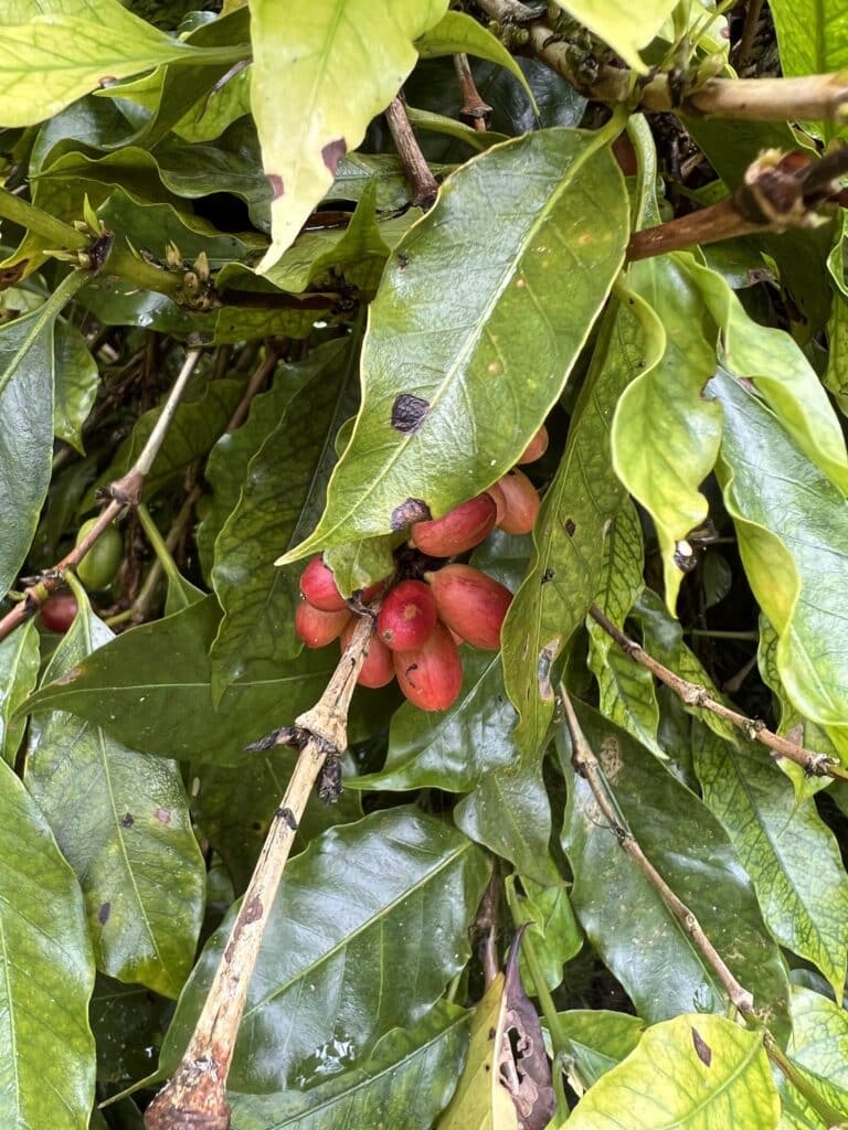 Arabica Gr. 4 Green Beans