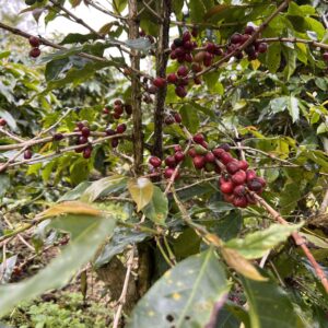 AP Robusta Dampit Gr. 2