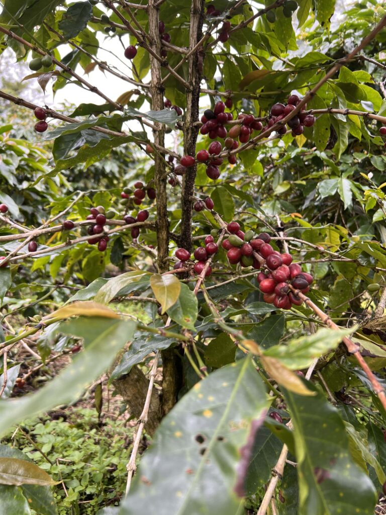 AP Robusta Dampit Gr. 2 Green Beans