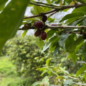 Robusta Flores Gr. 3