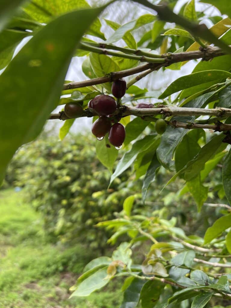 Robusta Flores Gr. 3 Green Beans.