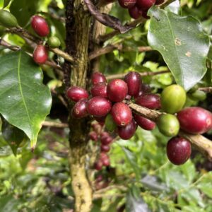 Arabica Gr. 3