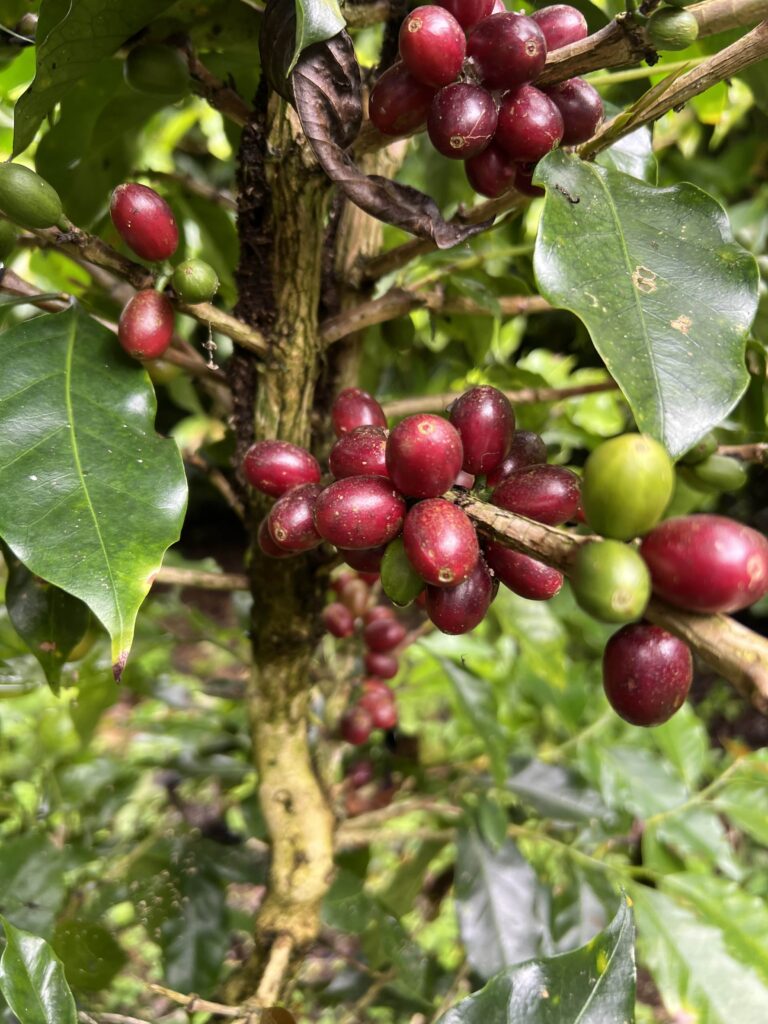 Arabica Gr. 3 Green Beans