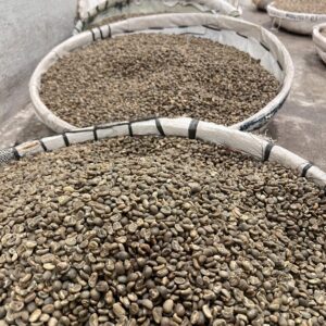 AP Robusta Lampung Gr. 2