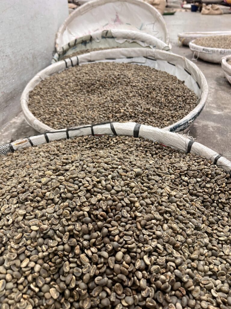 AP Robusta Lampung Gr. 2 Green Beans