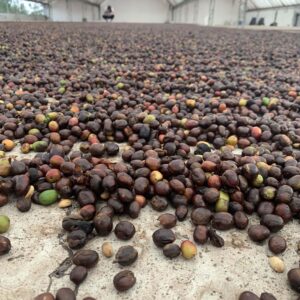 Arabica Wahana Rasuna Natural