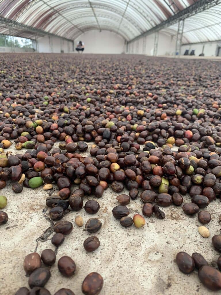 Arabica Wahana Rasuna Natural Green Beans