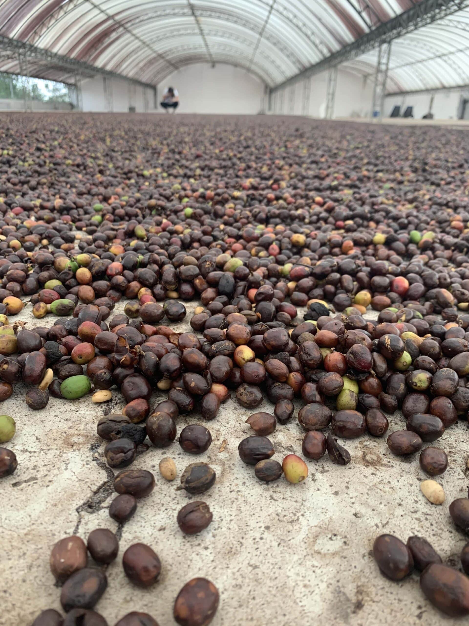 Arabica Wahana Rasuna Natural