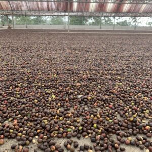 Arabica Wahana Longberry Natural