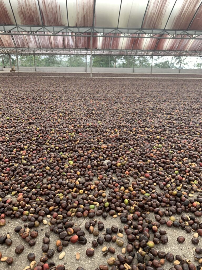 Arabica Wahana Longberry Natural Green Beans
