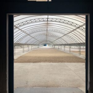 Arabica Wahana Full Washed