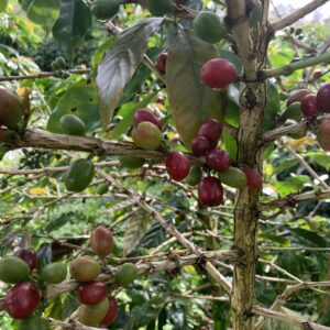 Robusta Flores Gr. 2