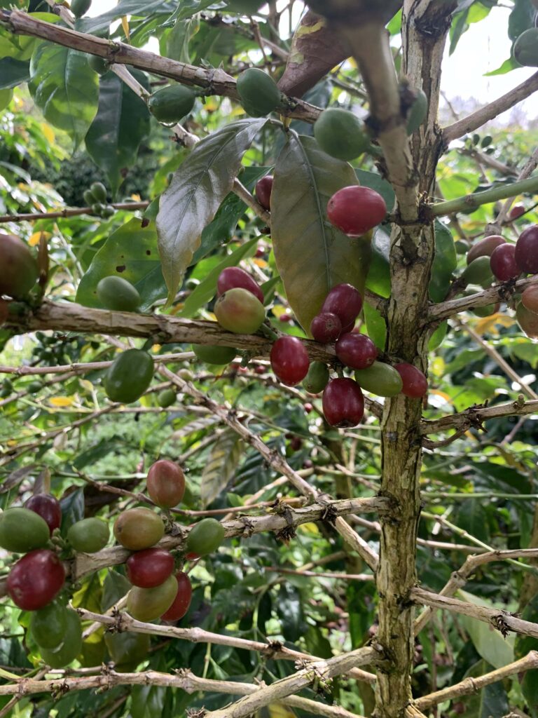 Robusta Flores Gr. 2 Green Beans