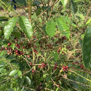 Arabica Wahana USDA