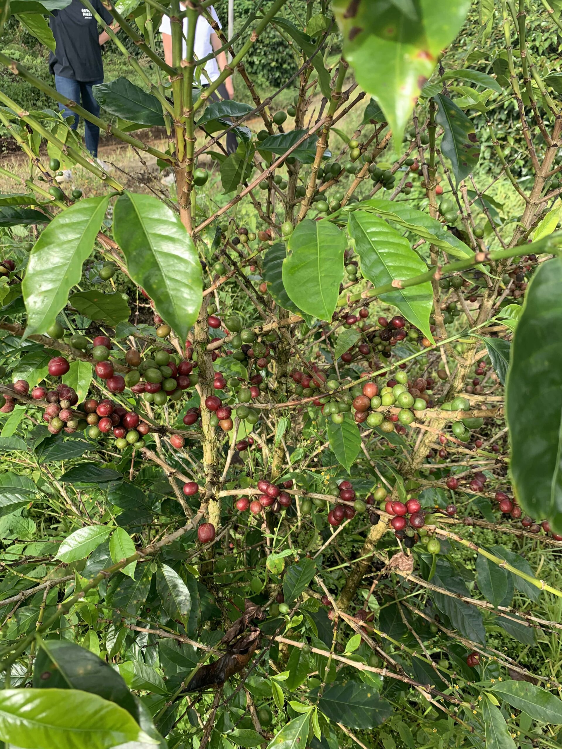 Arabica Wahana USDA