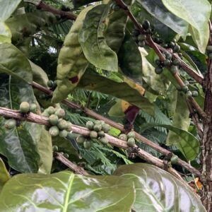 AP Robusta Flores Gr. 2