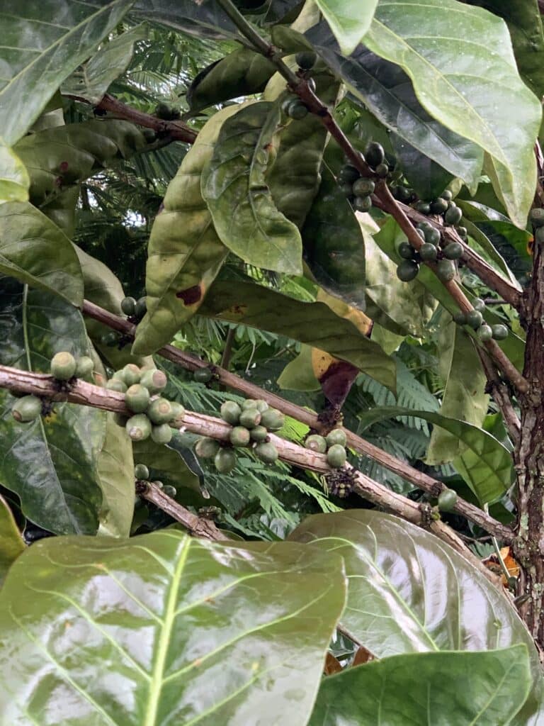 Wahana Robusta Green Beans