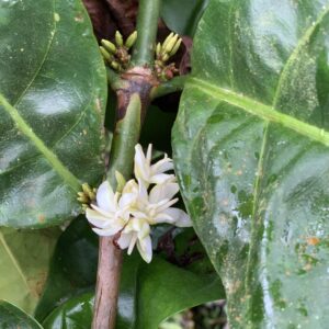 Arabica Wahana Pacamara