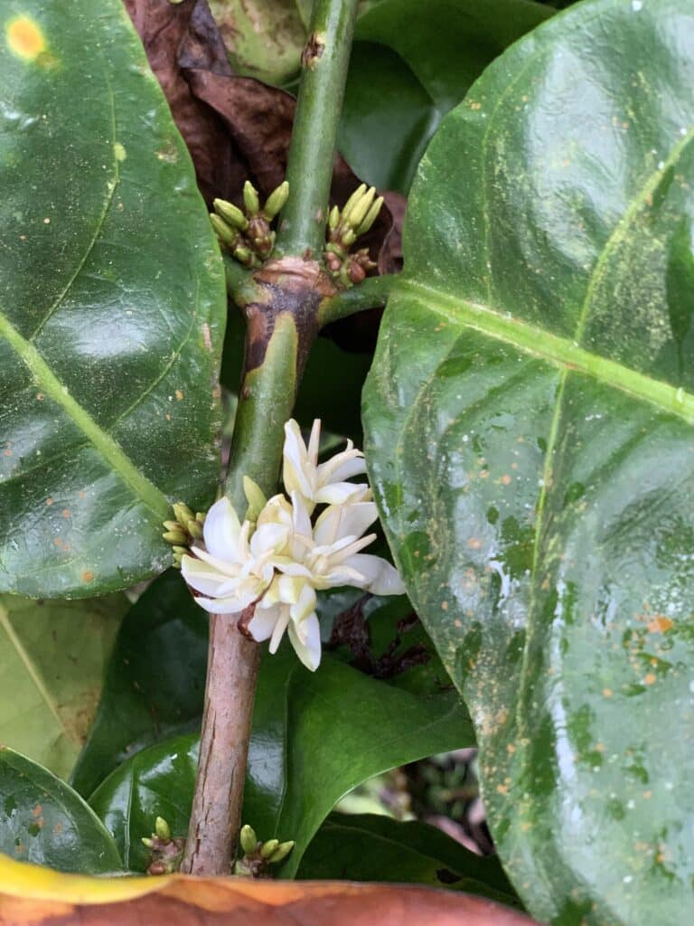 Arabica Wahana Pacamara Green Beans