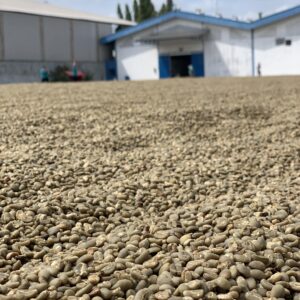 Arabica Wahana Longberry