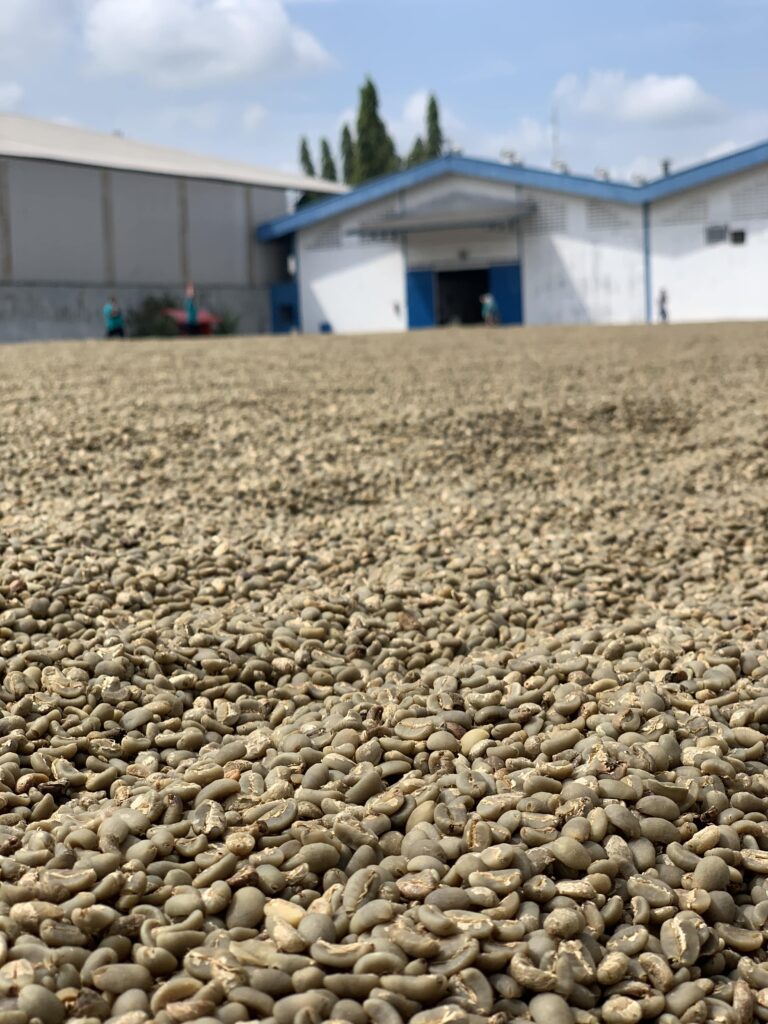 Arabica Wahana Longberry Green Beans