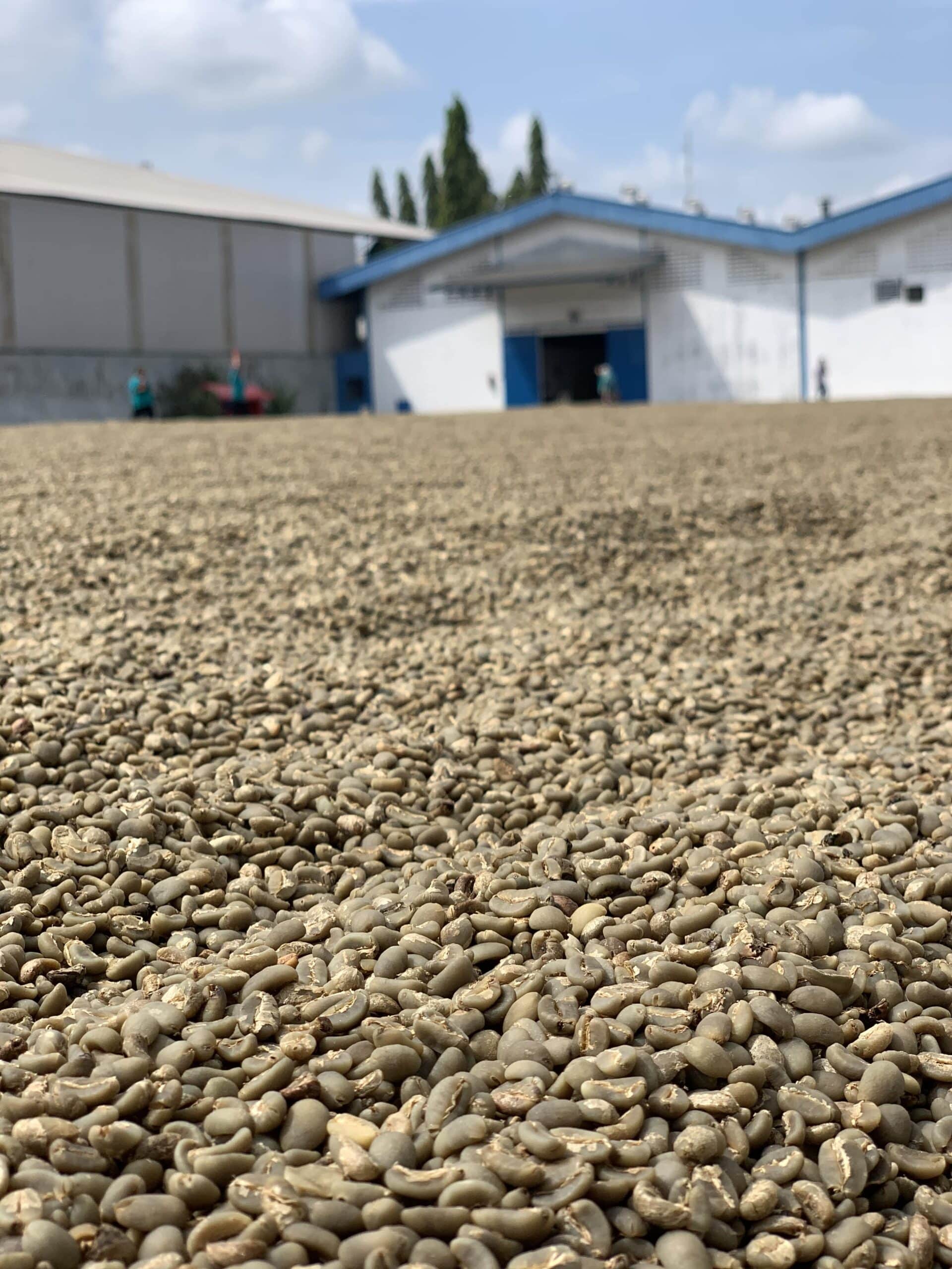 Arabica Wahana Longberry