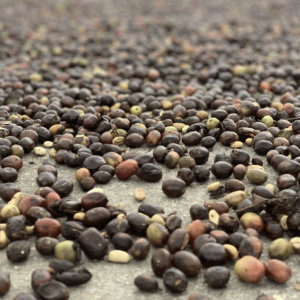 Arabica Wahana Rasuna Natural Green Beans