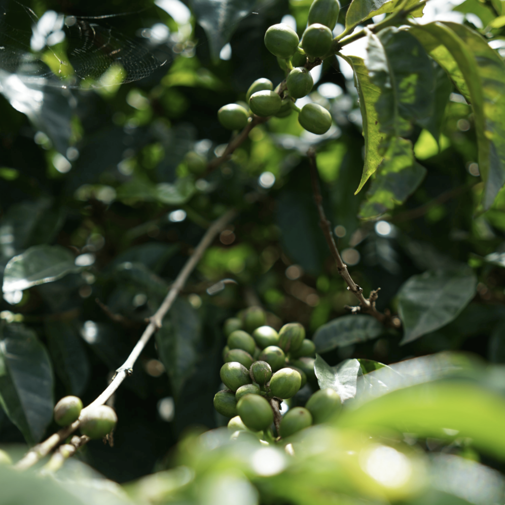 Arabica Gr. 3 Green Beans