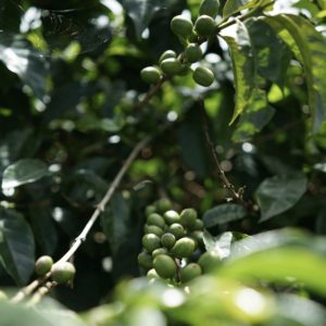Arabica Lintong Gr. 1 Green Beans.