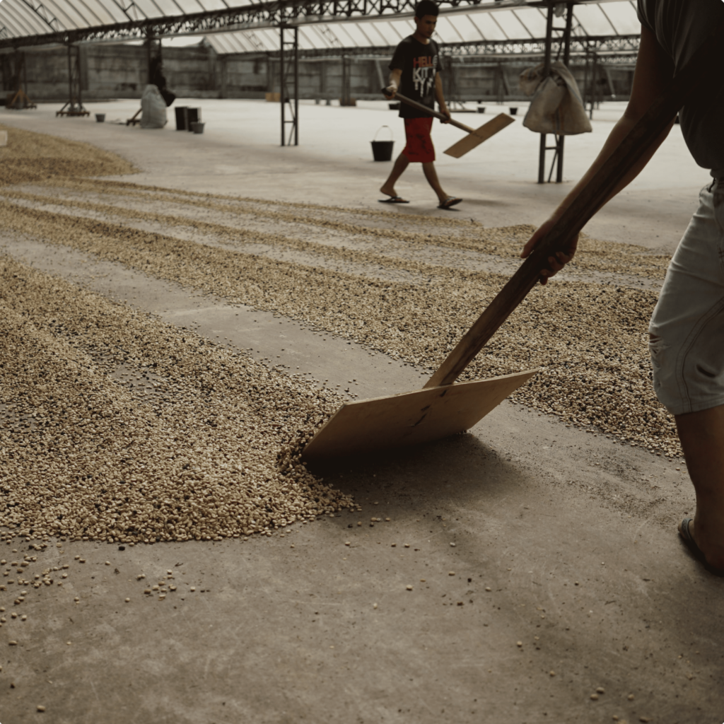 Arabica Wahana Full Washed Green Beans